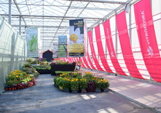 Alle soorten vaste planten gepresenteerd, maar natuurlijk niet allemaal, want ze hebben duizenden soorten.